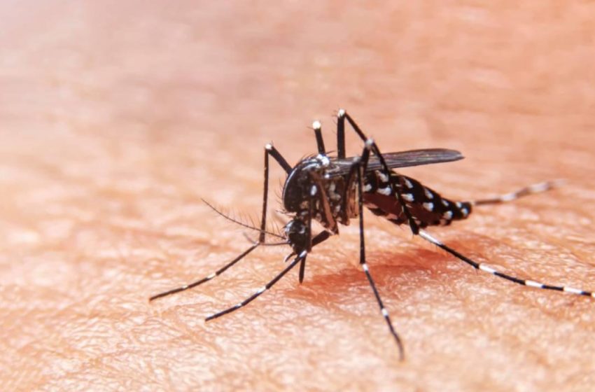  Casos de dengue têm alta de 23% no Paraná