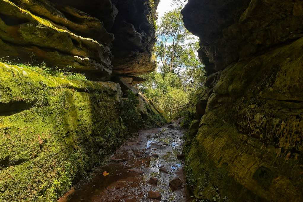 Lista de espécies ameaçadas de extinção no Paraná é revisada