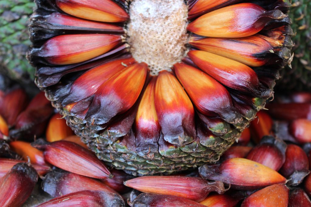 Você sabe diferenciar pinhão maduro do pinhão verde?