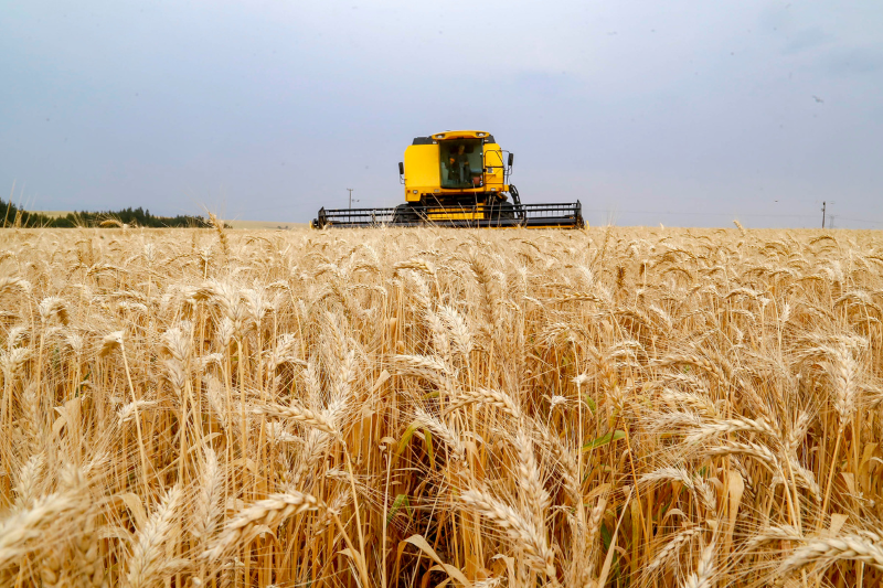  Com produção menor, exportações de trigo devem aumentar em 2024