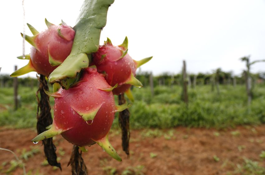  Produção de pitaya no Paraná é a 4ª maior do país