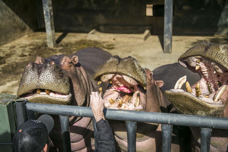  Animais do Zoológico de Curitiba recebem alimentação adaptada no outono
