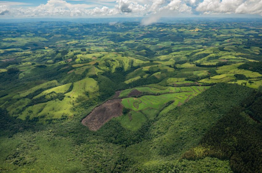  Paraná é o 3º estado que mais desmata Mata Atlântica