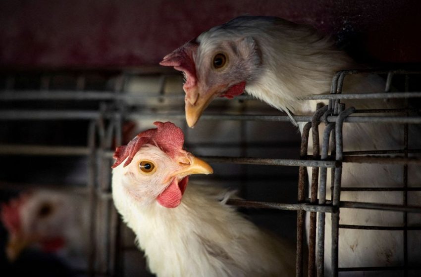  Gripe aviária leva Brasil a decretar emergência zoossanitária