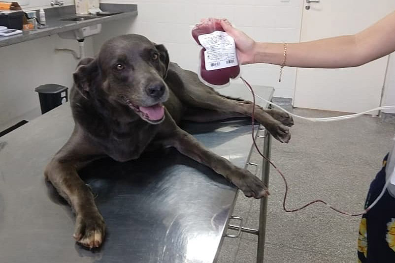  Ação do Corpo de Bombeiros incentiva doação de sangue canino