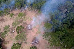 Desmatamento gera R$ 3,6 milhões em multas nos Campos Gerais