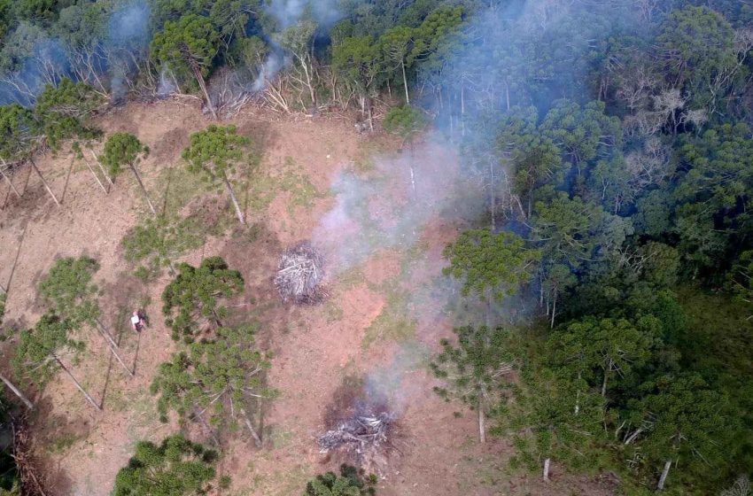  Desmatamento gera R$ 3,6 milhões em multas nos Campos Gerais