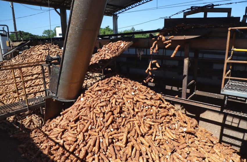  Principal produtor nacional, Paraná recebe a Feira Internacional da Mandioca