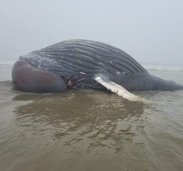  Baleia jubarte é encontrada morta no litoral do Paraná