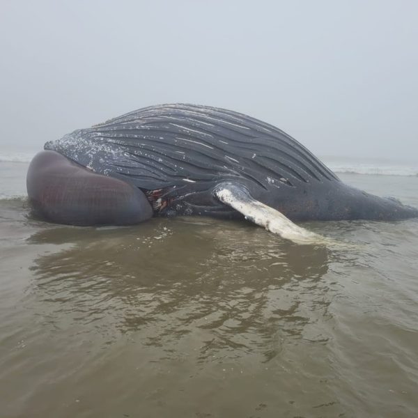 Baleia jubarte é encontrada morta no litoral do Paraná