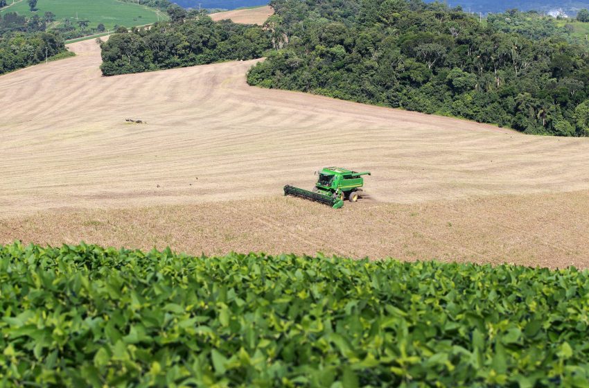  Produção de feijão aumenta 5,5% no Paraná, projeta Deral