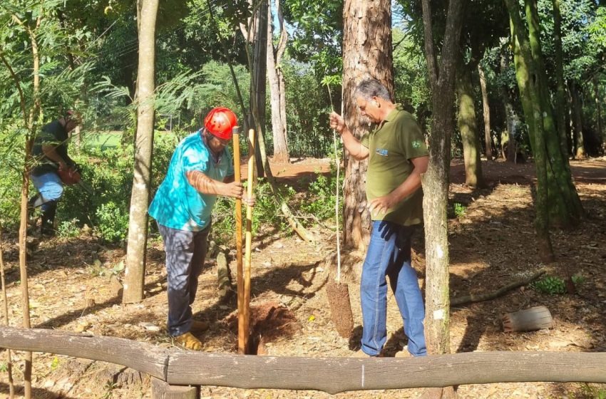  37 plantas invasoras são erradicadas no Paraná