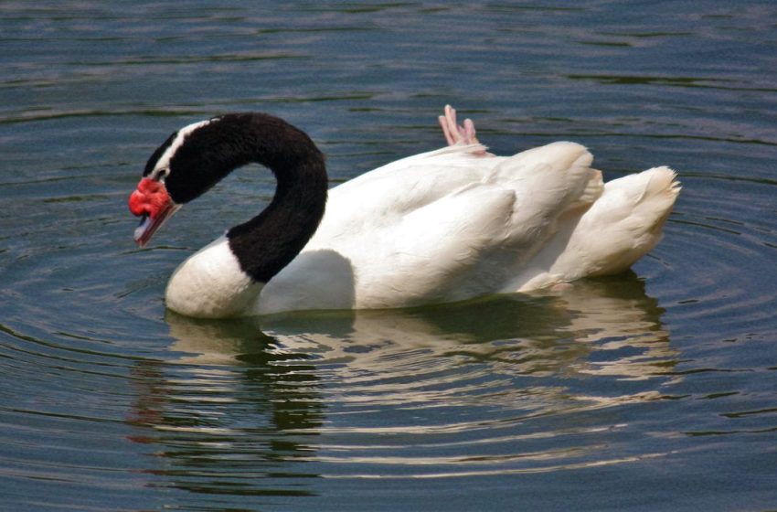  Governo confirma 1º caso de gripe aviária em ave silvestre