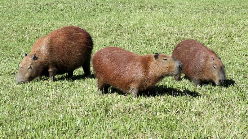  Monitoramento de capivaras é intensificado devido a febre maculosa