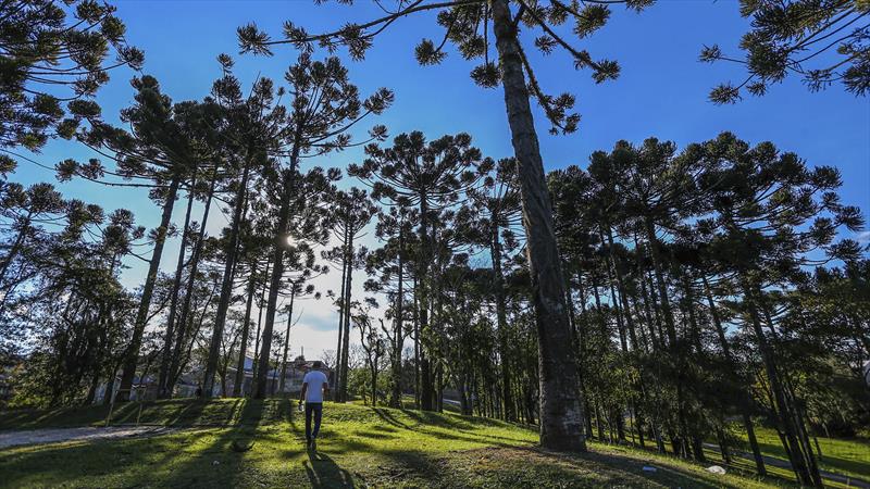  5 mil mudas de araucária são distribuídas para a população