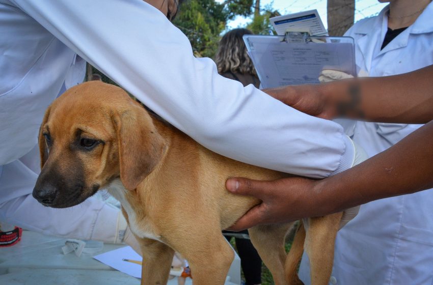  Cães que estavam abrigados em penitenciária vão para adoção