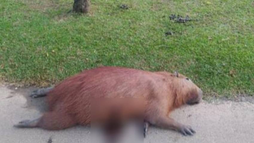  Capivara morta a tiros no Parque Barigui estava grávida