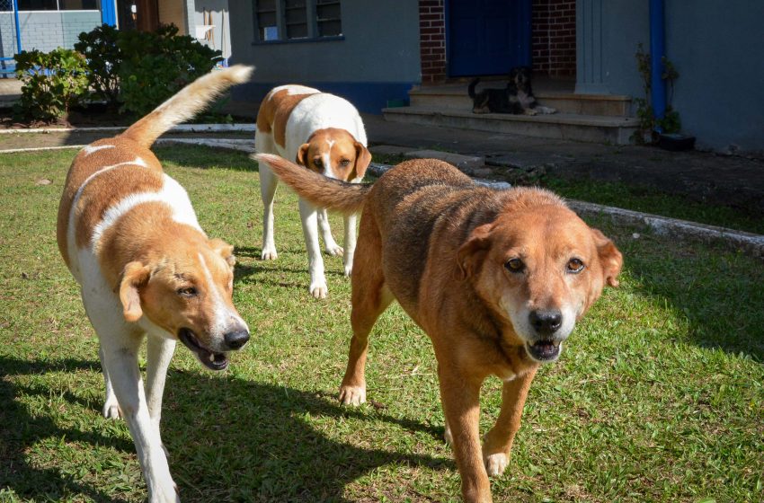  Vacina a exames gratuitos para pets; saiba mais