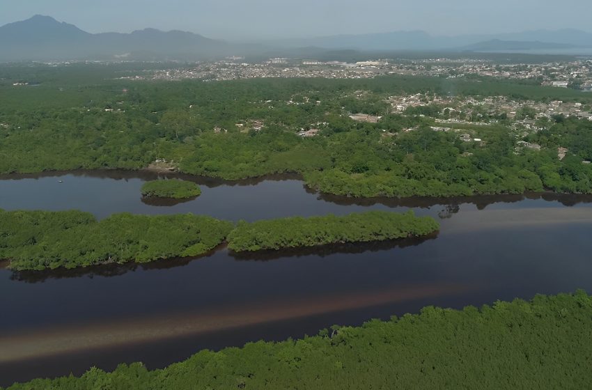  Cidades mais verdes têm menos doenças respiratórias