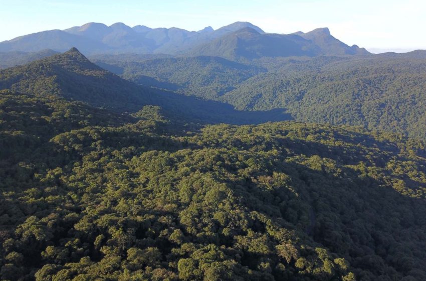  Paraná alcança segunda maior redução em ranking no desmatamento nacional