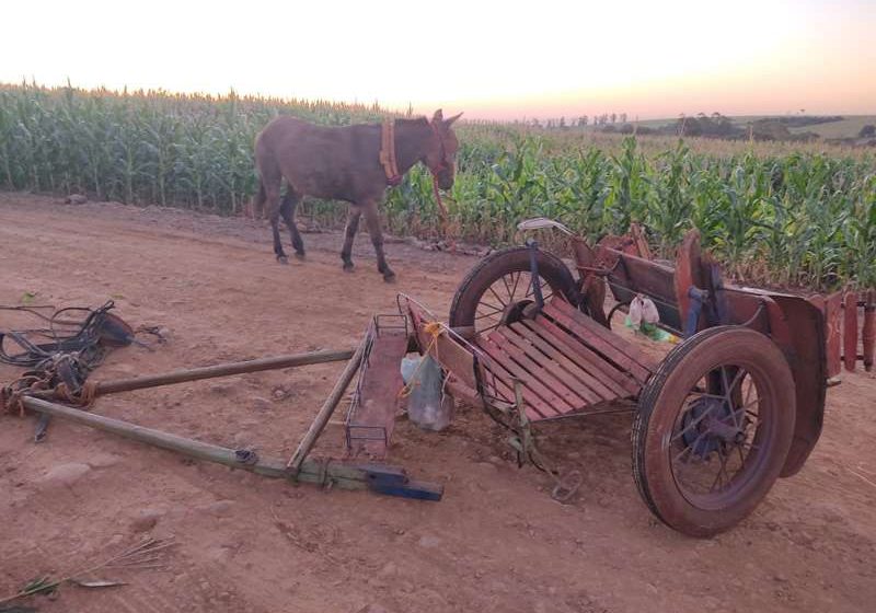  Homem morre após bater charrete em um caminhão