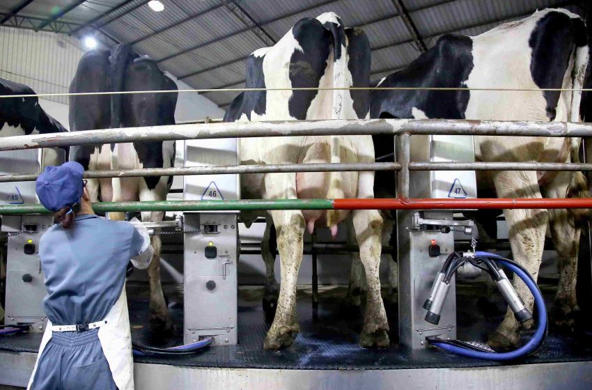  Tirol vai ampliar produção de leite no Paraná