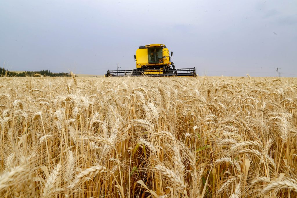 Área plantada de trigo aumenta 30% no Paraná