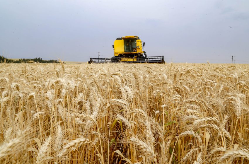  Área plantada de trigo aumenta 30% no Paraná