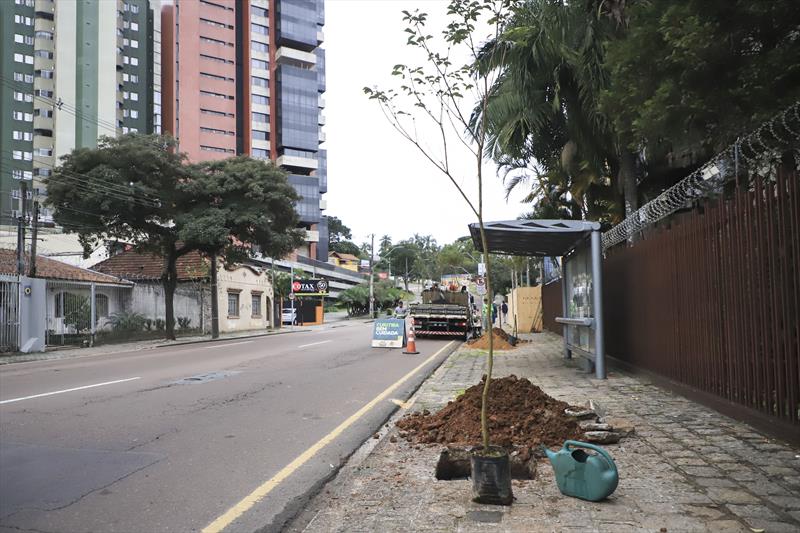  Rua tem novas mudas plantadas após corte ilegal de ipês