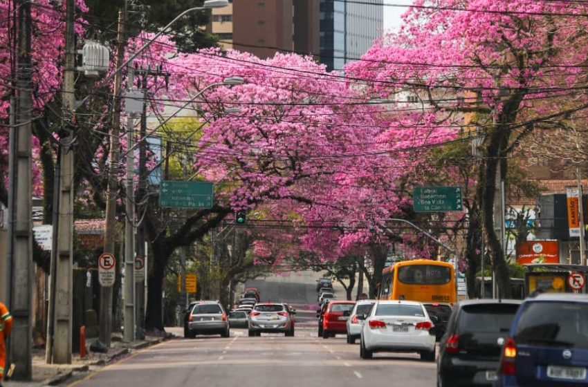  Ipês foram cortados de forma irregular para não esconder publicidade