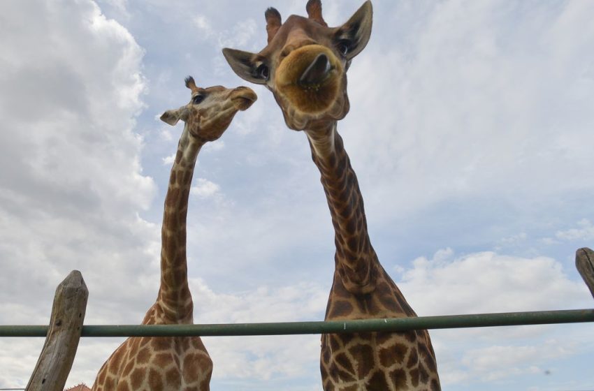  Morre quarta girafa importada ilegalmente da África do Sul