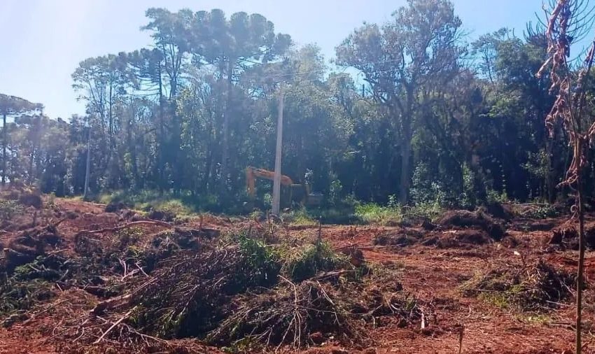  Suspeitos são presos por desmatamento na região central do Paraná