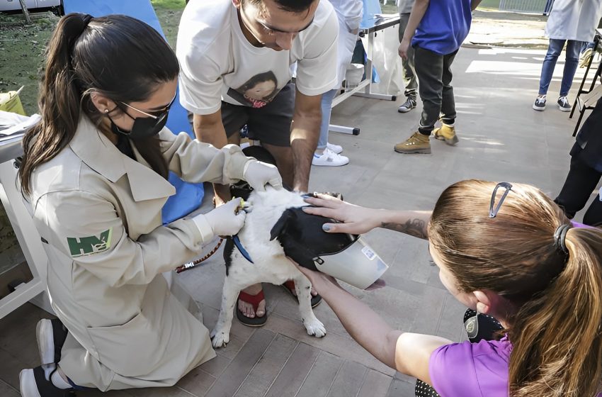  Pets: exames, vacinação e microchipagem podem ser agendados gratuitamente