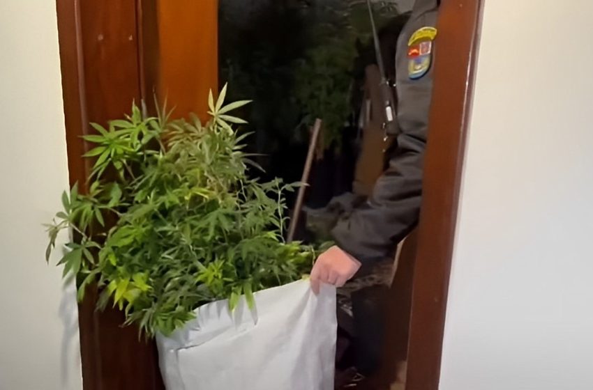  PM encontra mais de 1.700 pés de maconha em casa na RMC