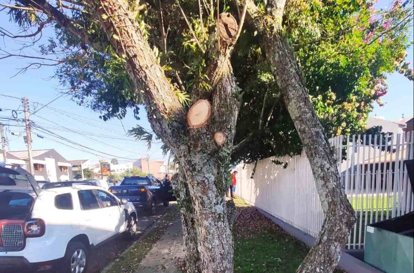  Cinco pessoas são presas por corte irregular de árvore