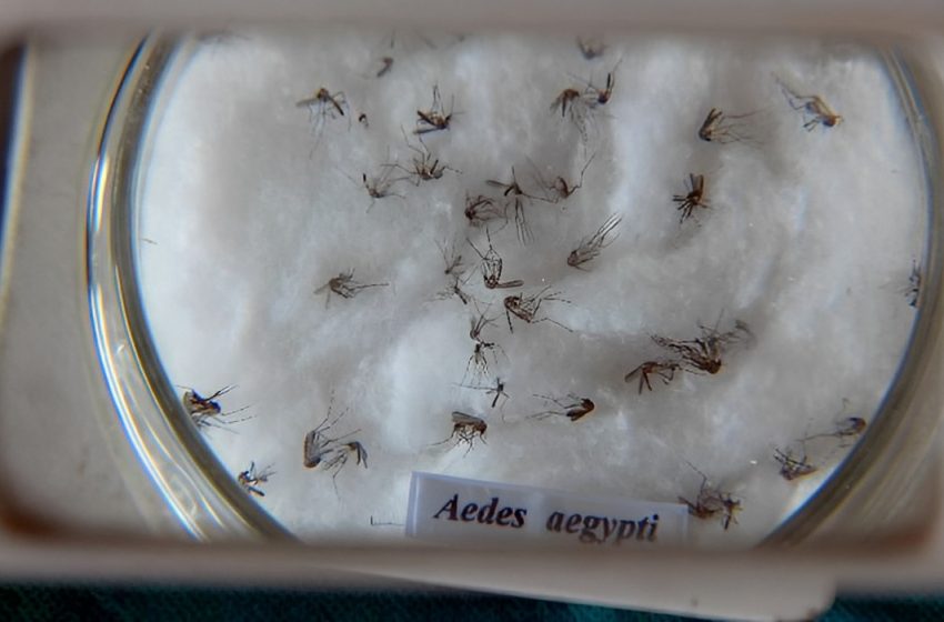  Dengue: Paraná tem mais uma morte e 5 mil casos