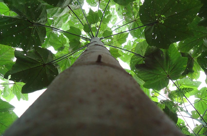  Pesquisadores estudam planta amazônica para extração de ouro