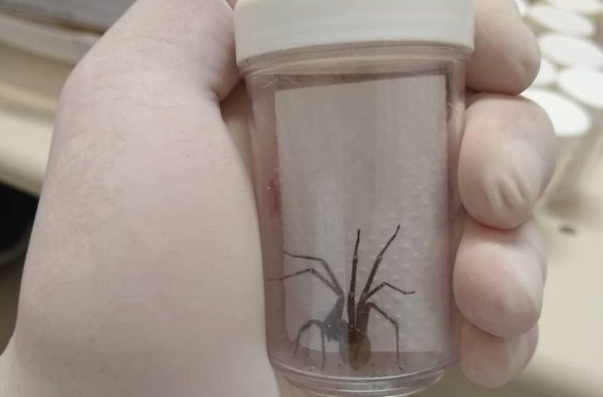  45 mil aranhas são capturadas para produção de soro