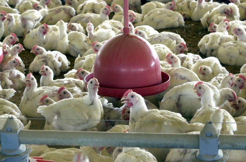  Gripe aviária: 3 casos suspeitos são descartados em granjas paranaenses