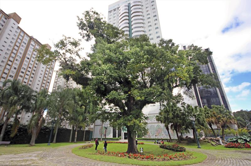  Pesquisa sobre árvores vai alterar plano de arborização em Curitiba