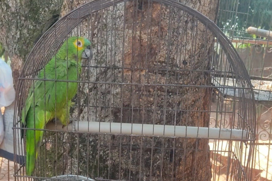 Aves silvestres criadas clandestinamente são resgatadas pelo IAT