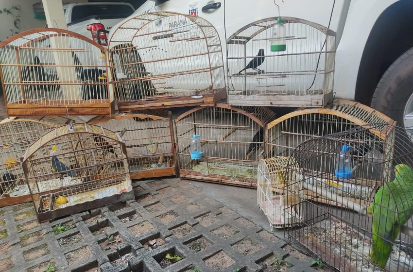  Campo Mourão: IAT resgata 13 pássaros em cativeiro