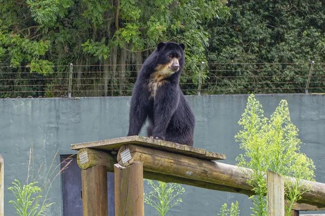  Urso do Zoológico de Curitiba leva tombo ao escalar árvore