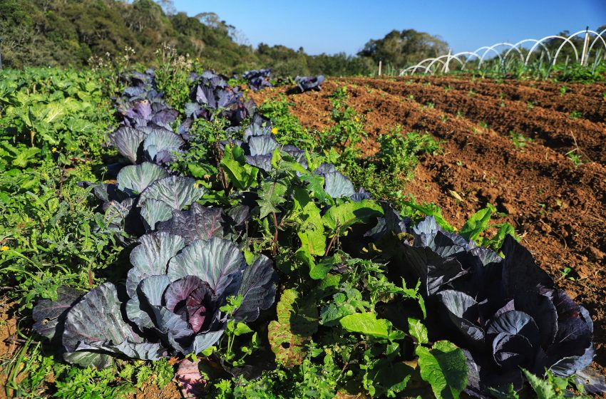  Legumes e verduras geraram R$ 6,8 bilhões em 2022