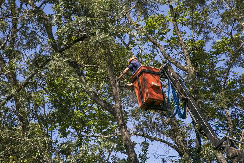  Árvores são removidas para obras de contenção no Parque Barigui