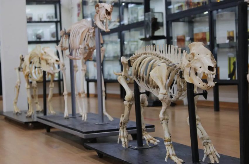  UEL reabre Museu de Anatomia para visitação, em Londrina