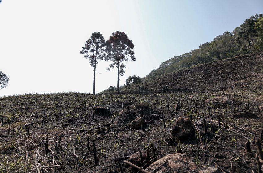  Área desmatada no Paraná, em 2023, ultrapassa quatro mil hectares