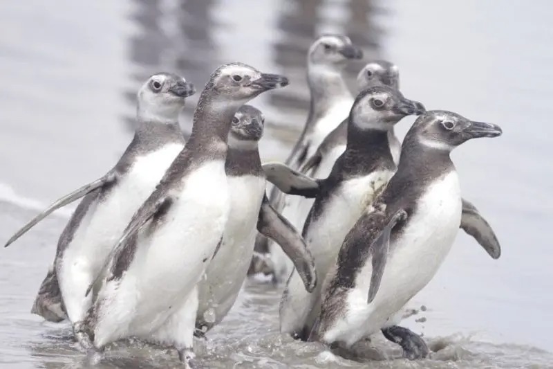  Treze pinguins são devolvidos ao mar em Pontal do Paraná