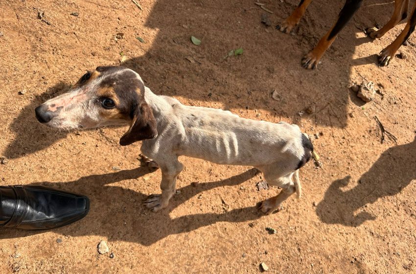  Idoso de 64 anos vai ser indiciado por maus-tratos contra cães