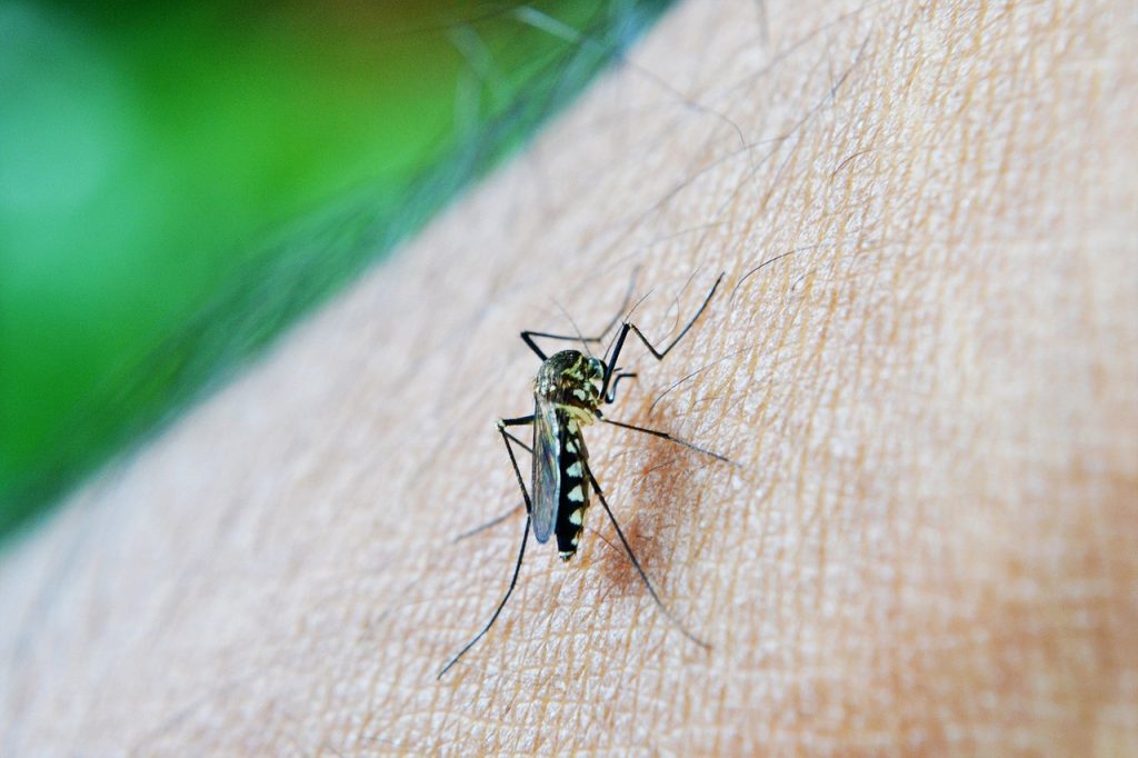 Cinco bairros concentram 45% dos casos de dengue em Curitiba